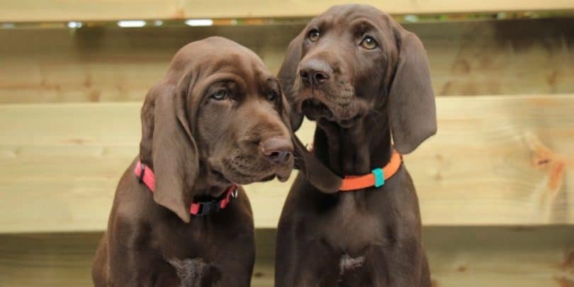German Shorthaired Lab Images